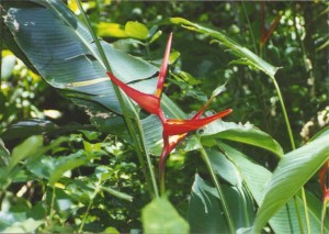 Heliconia-Costa-Rica