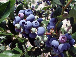 900 Wagon Rides to Blueberry picking field