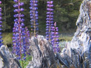 Lupine-Fields