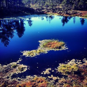 One of many ponds in Viru Peat Bog - Lahemaa National Park