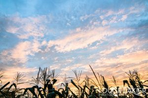 Cornstalks