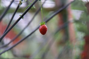 The dangling strawberry not juicy yet to be plucked at the strawberry farm