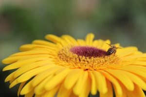 The stunning scene of the bee drawing honey at the apiary farm