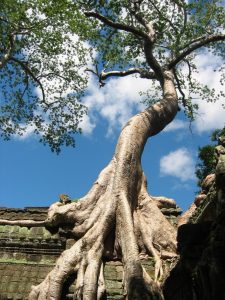 Angkor-Crooked-Tree