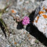 Lot of little wildflowers this time of year