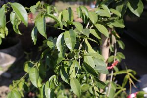 Break one of the leaves from this tree and it smells exactly like garlic!