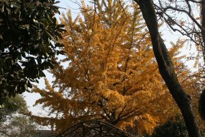 Humble administrator garden foliage