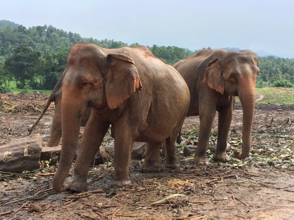 Pinnawala-Elephant-Orphanage (2)