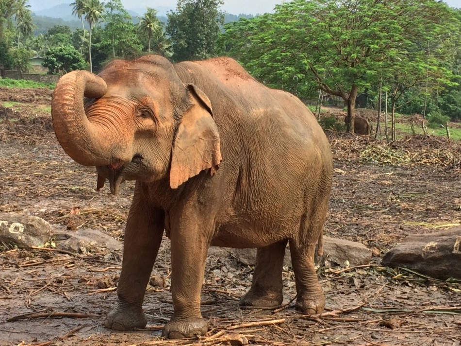 Pinnawala-Elephant-Orphanage (3)