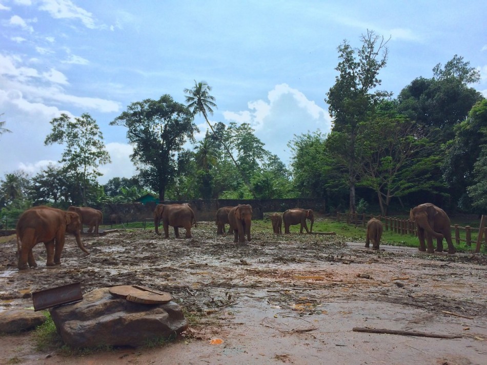 Pinnawala-Elephant-Orphanage (6)