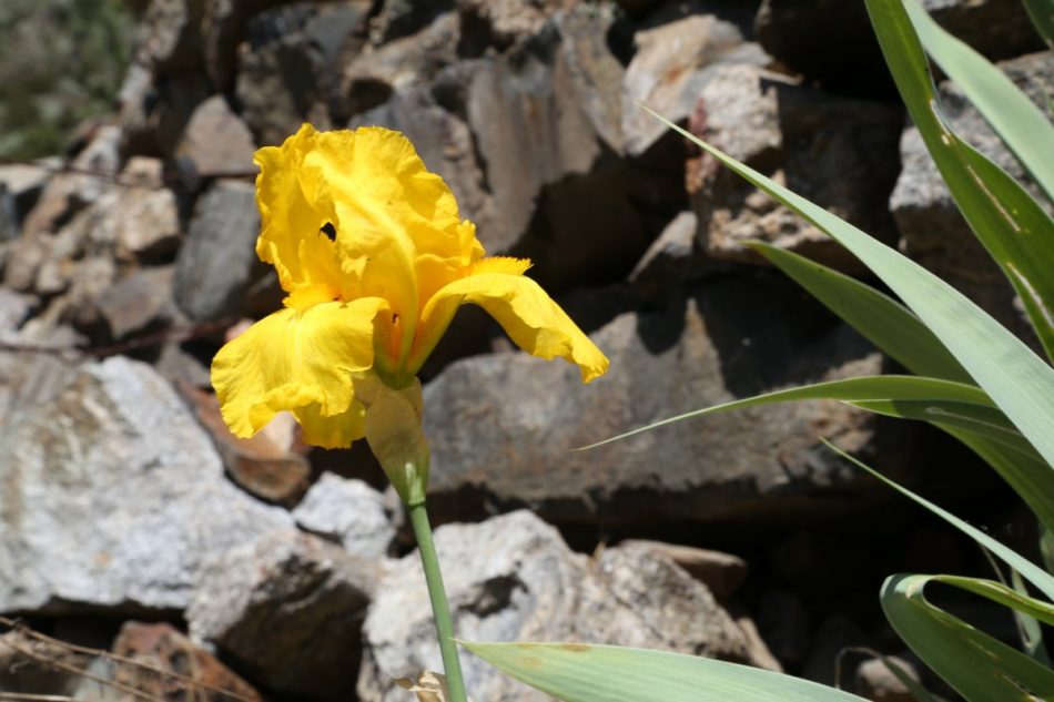 Cami-de-la-Curruba-Andorra (2)