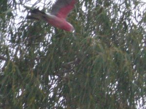 Rose breasted Cockatoo