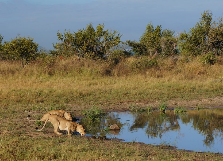 lions