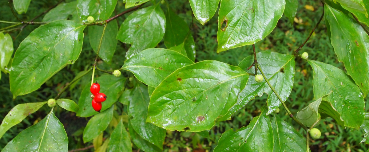 green leaves red berries