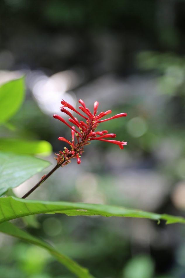 puerto-rico-el-yunque (5)