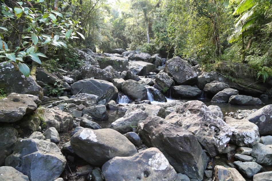 puerto-rico-el-yunque (6)