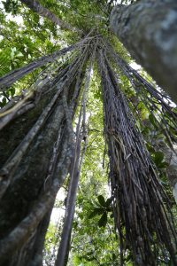 puerto-rico-el-yunque (8)