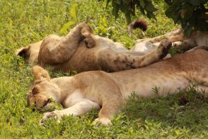 Botswana-Chobe-resting-lions