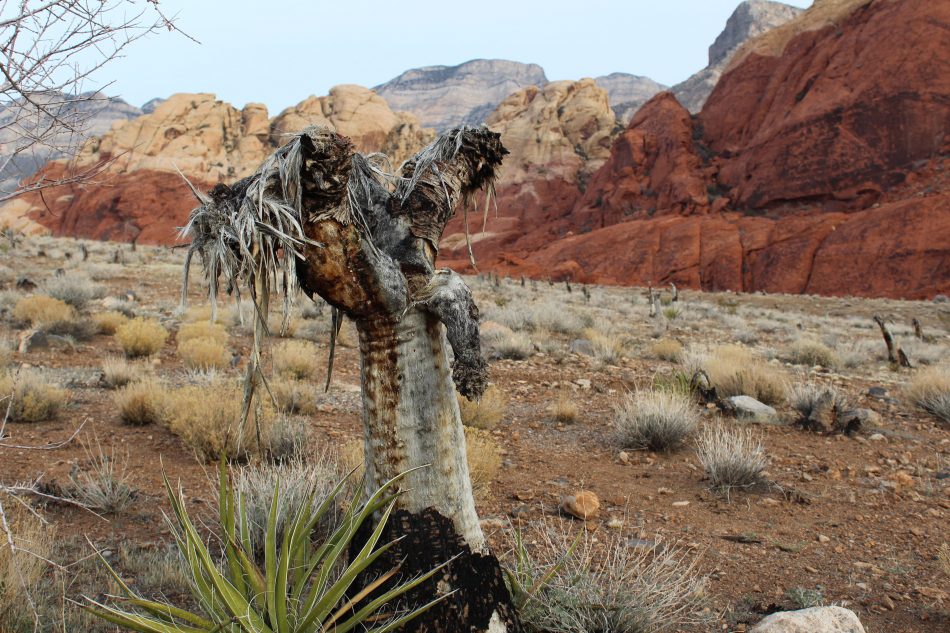 Red Rock Canyon Park