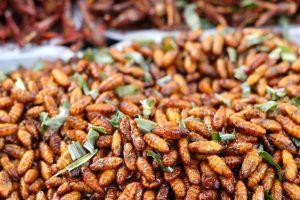 fried-insects