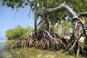 las-terrenas-dominican-republic (7)