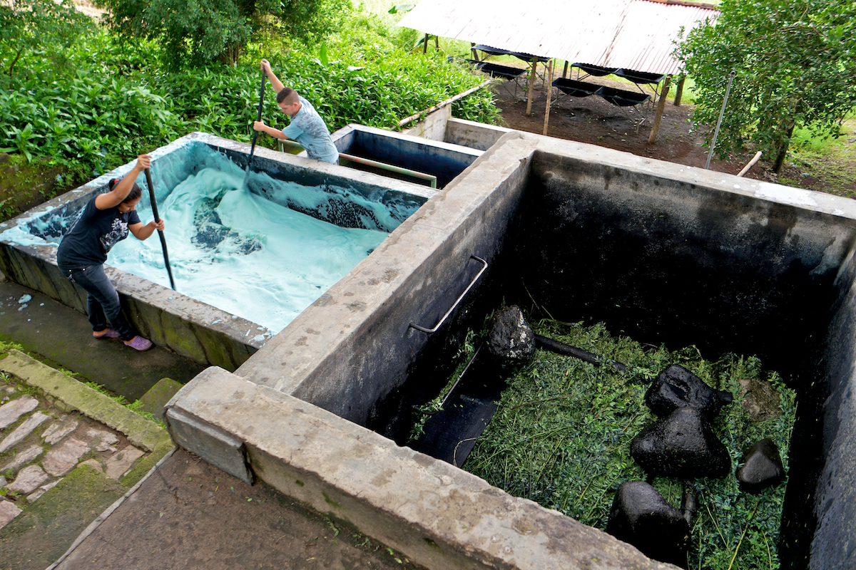 how indigo is made