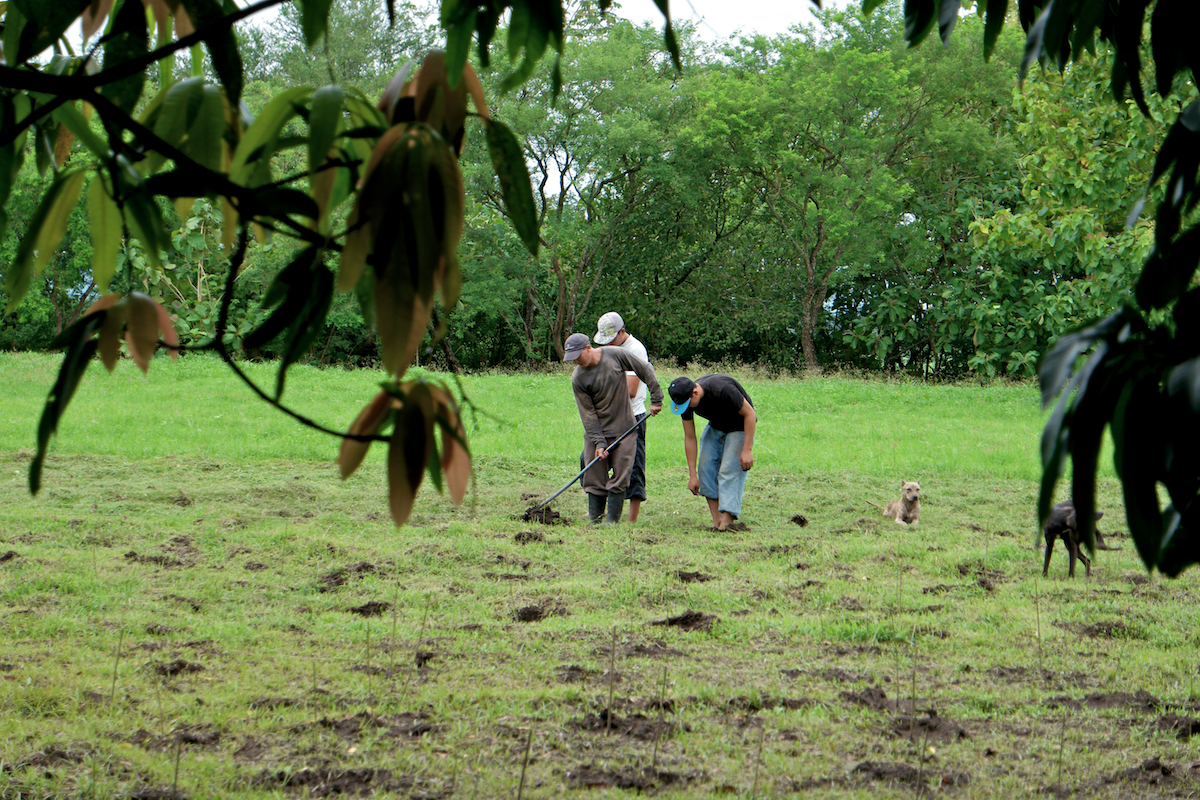 indigo farming