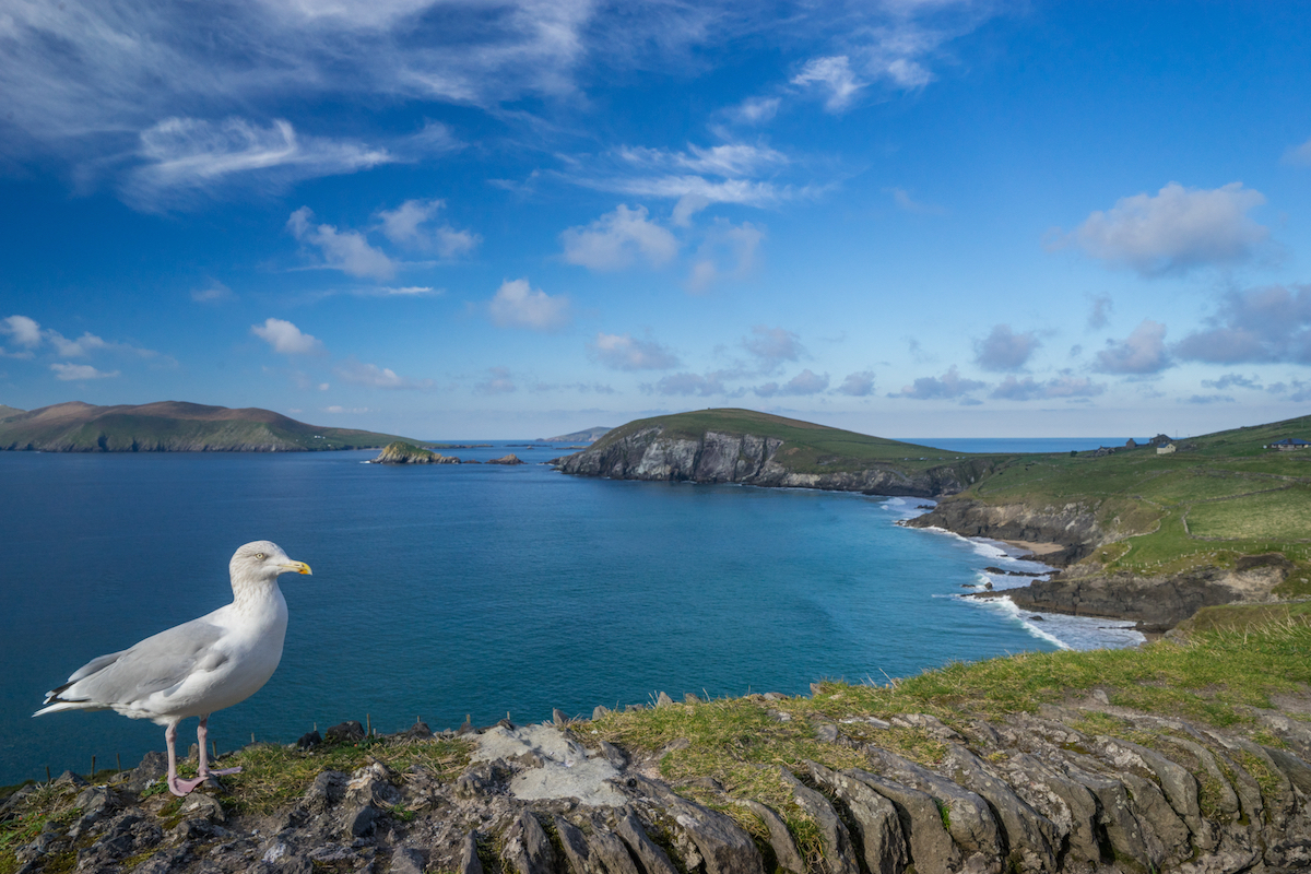 Seagull posing at the Dingle Peninsula. (Photo courtesy Insight Vacations)