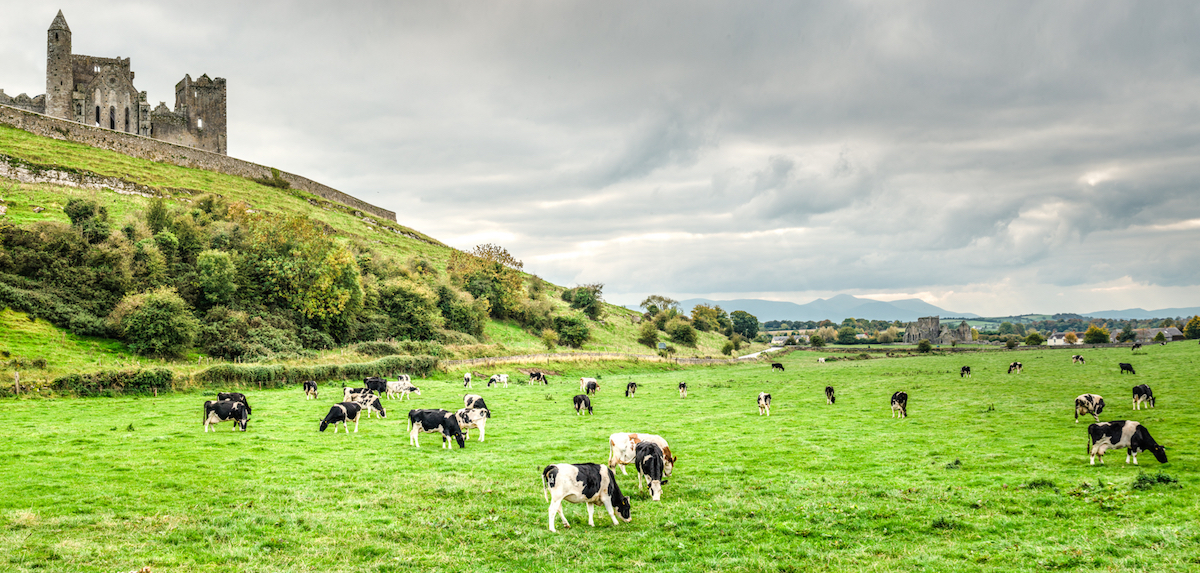 Cows grazing against a backdrop of the Rock of Cashel. (Photo courtesy Insight Vacations)