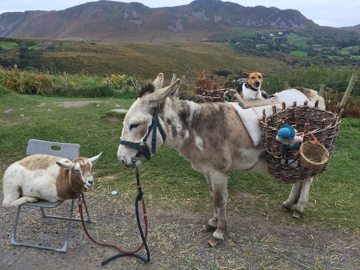 Holly, Hannah, and Rosie by the peat bogs of Kerry. (Photo by Tanja M. Laden)