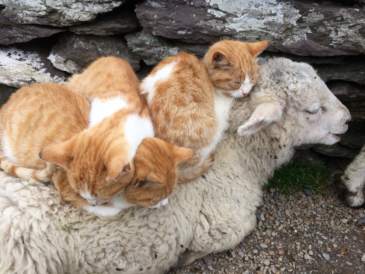 Kittens resting on a sheep at Coomakista Pass. (Photo by Tanja M. Laden)