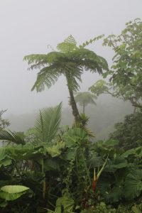 Saba-Island (2)