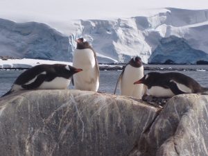 Lounging Gentoo penguins Credit © Oceanwide Expeditions, M & M van der Hulst