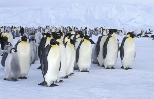 Emperor colony Credit: © Oceanwide Expeditions, PolarNews