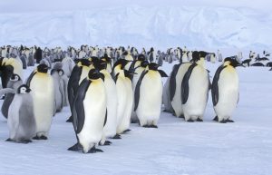 Emperor colony Credit: © Oceanwide Expeditions, PolarNews