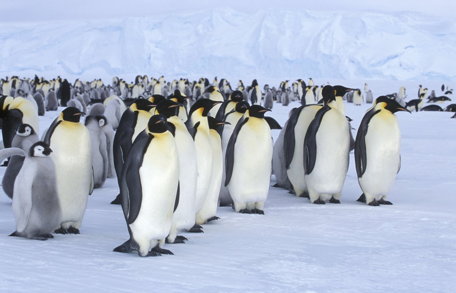 emperor pinguino oceanwide expeditions emperador antartida departures announces expedition polarjournal