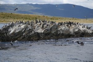 Paludine-Beagle-Channel (6)