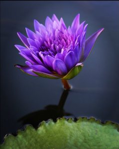 lotus-thai
