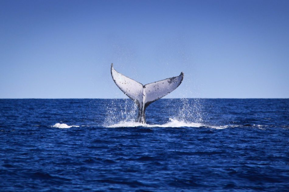 Humpback whale_credit Marc Russo