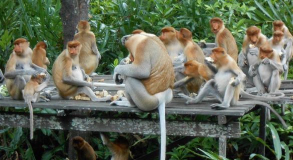 monkeys probosics