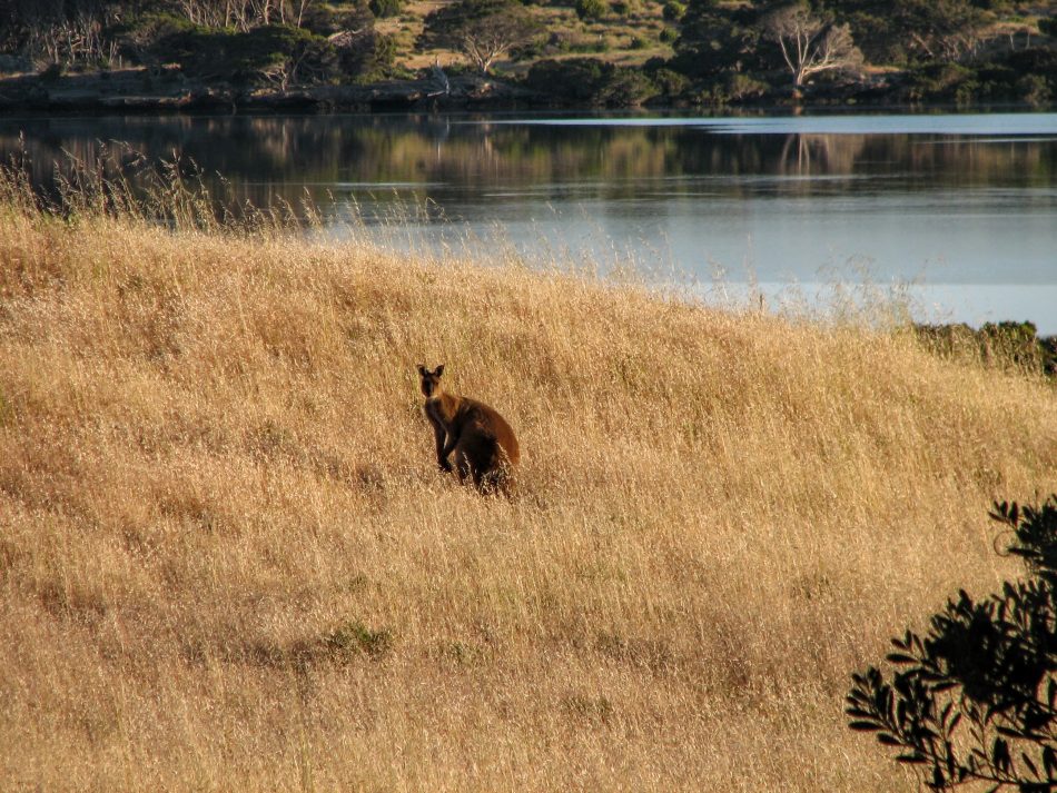 A Kangaroo on Kangaroo Island!