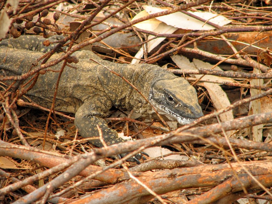 Goanna by the road