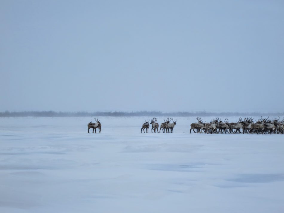 Male reindeers after the crossing