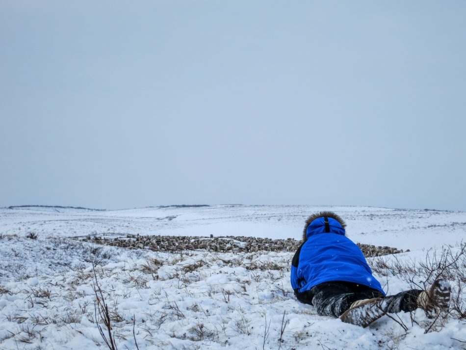 Bruno watching the reindeers feeding on Richard Island