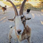 The friendly goat at Silver Spur Guest Ranch Bandera