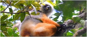 lemur