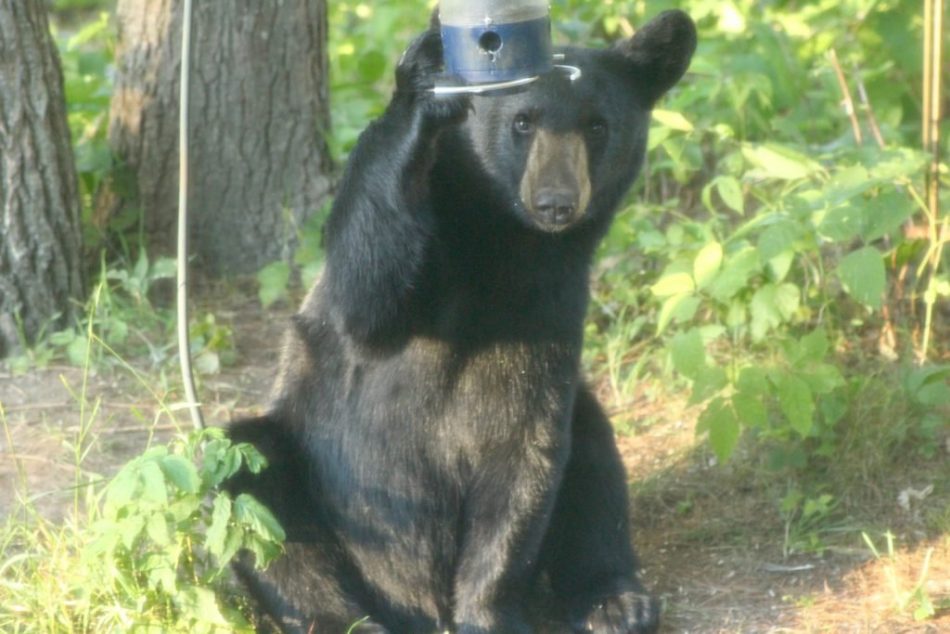 Bears-New-Hampshire (3)