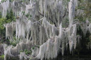 Swamp-Tour-Louisiana (3)