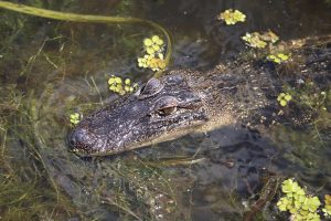 jean-lafitte-swamp-tour-6