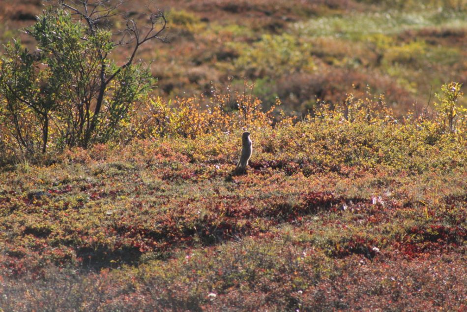 The only animal we saw on the Denali Highway